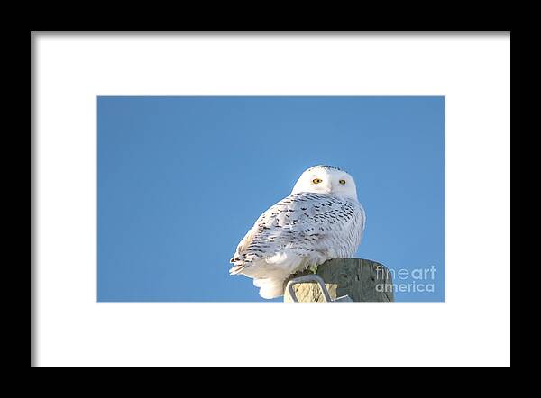 Field Framed Print featuring the photograph Blue Sky Snowy by Cheryl Baxter