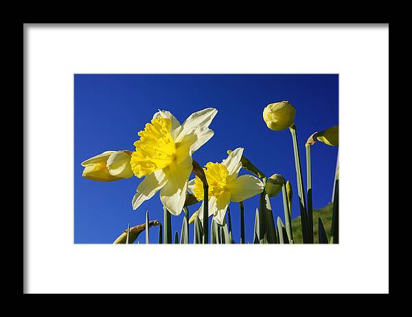 Blue Framed Print featuring the photograph Blue Sky Spring Bright Daffodils Flowers by Patti Baslee