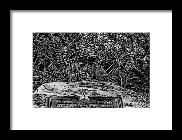 Squirrel Framed Print featuring the photograph Blue Star Visitor by Douglas Barnard