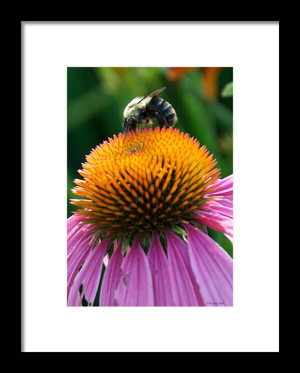 Bee Framed Print featuring the photograph Blue Striped Bee by Kristin Hatt