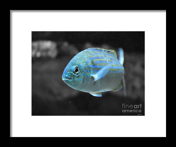 Blue Framed Print featuring the photograph Blue Striped Fish by Jai Johnson