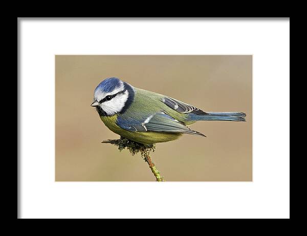 Animal Themes Framed Print featuring the photograph Blue Tit by Robert Trevis-smith