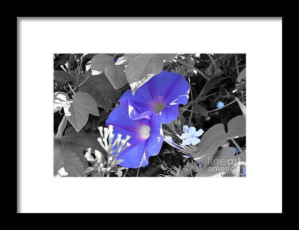 Morning Glory Framed Print featuring the photograph Blue Twins by Ramona Matei