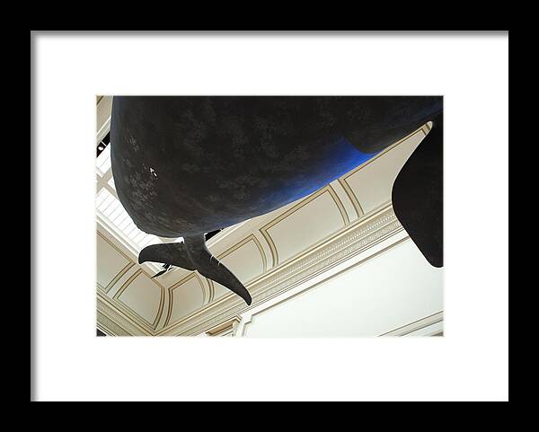 Blue Whale Framed Print featuring the photograph Blue Whale Experience by Kenny Glover