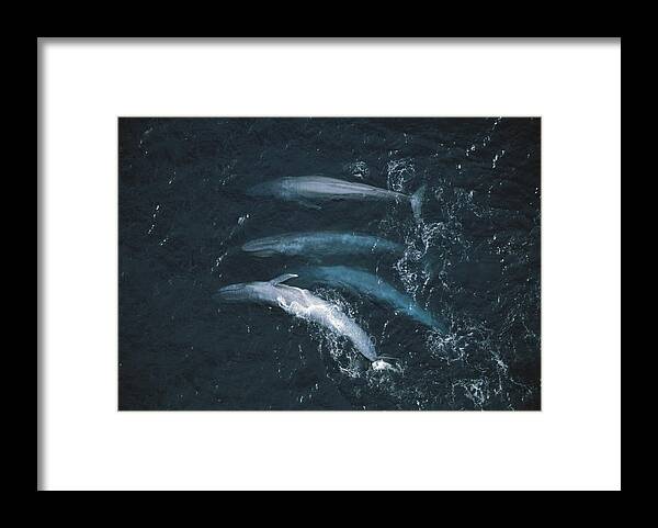 Feb0514 Framed Print featuring the photograph Blue Whales Santa Barbara Channel by Flip Nicklin