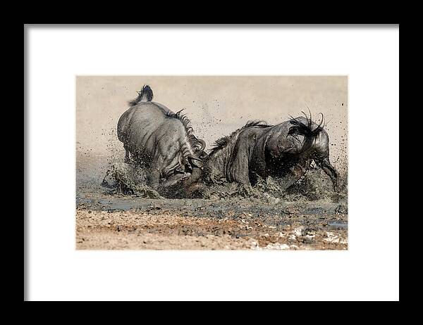 Africa Framed Print featuring the photograph Blue Wildebeest Males Fighting by Tony Camacho/science Photo Library