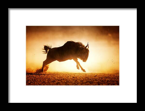 Wildebeest Framed Print featuring the photograph Blue wildebeest running in dust by Johan Swanepoel