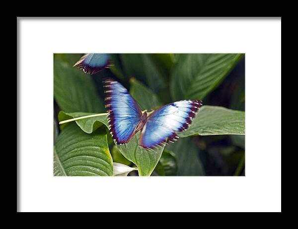 Butterfly Framed Print featuring the photograph Blue Wings by Lily K