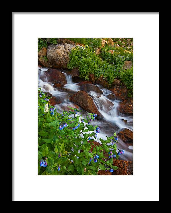 Stream Framed Print featuring the photograph Bluebell Creek by Darren White