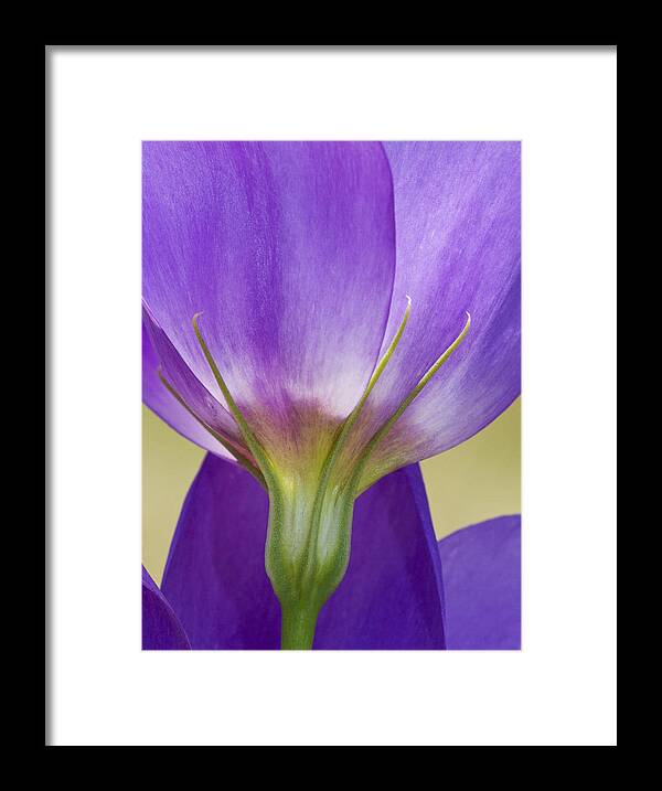 Wildflower Framed Print featuring the photograph Bluebell Gentian Flower by Steven Schwartzman