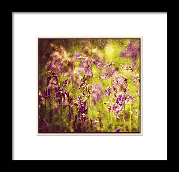 Bell Bottle Framed Print featuring the photograph Bluebell in the woods by Spikey Mouse Photography