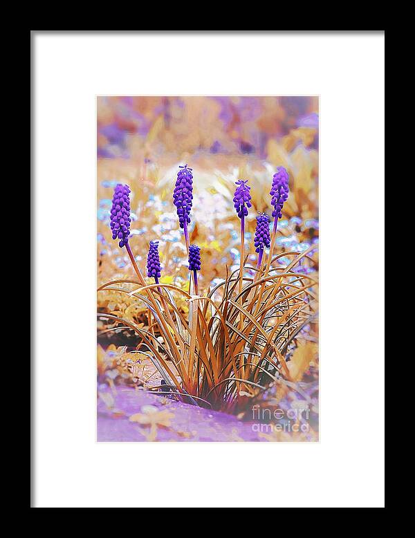 Flower Framed Print featuring the photograph Bluebell Magic by Donald Davis