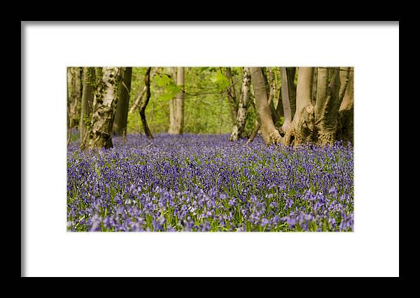 Forest Framed Print featuring the photograph Bluebell Woods by Spikey Mouse Photography
