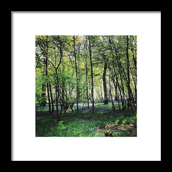 Nature Framed Print featuring the photograph Bluebells In Pittswood by Nic Squirrell