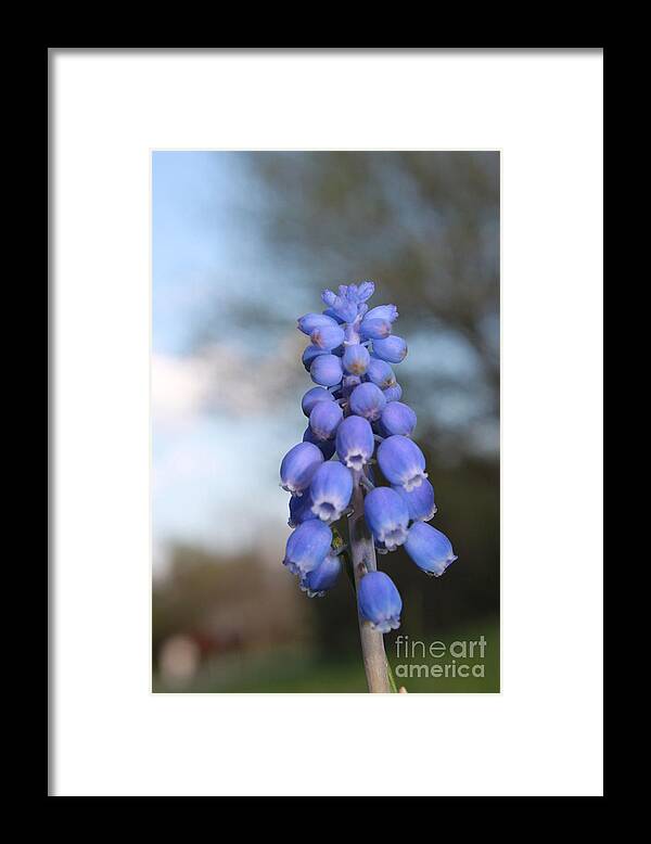Bluebells Framed Print featuring the photograph Common Grape Hyacinth by Jennifer E Doll