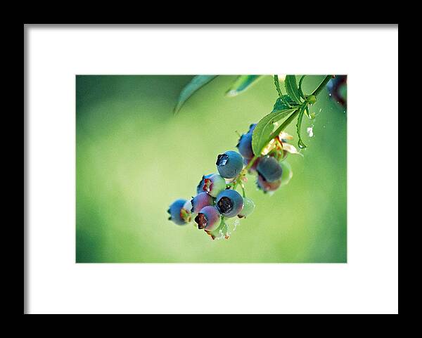 Blueberries Framed Print featuring the photograph Blueberries by Frank Larkin