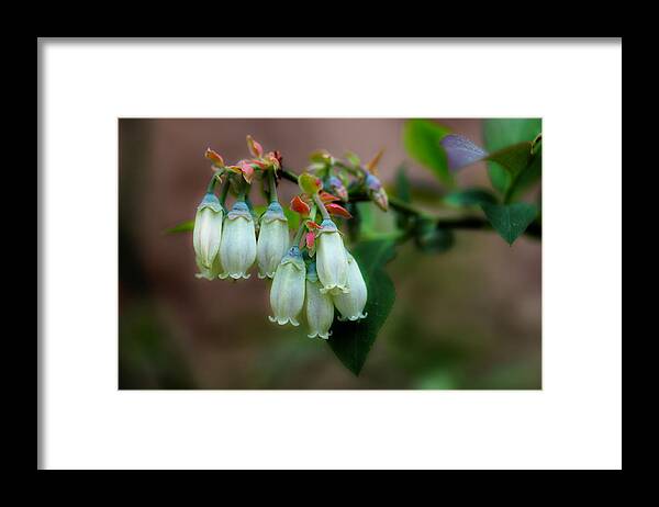 Blueberries Framed Print featuring the photograph Blueberries In The Morning by Michael Eingle