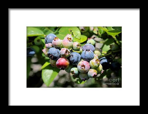 Blueberry Framed Print featuring the photograph Blueberries on the Vine by Carol Groenen