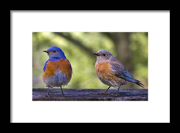 Animals Framed Print featuring the photograph Bluebird Couple by Jean Noren
