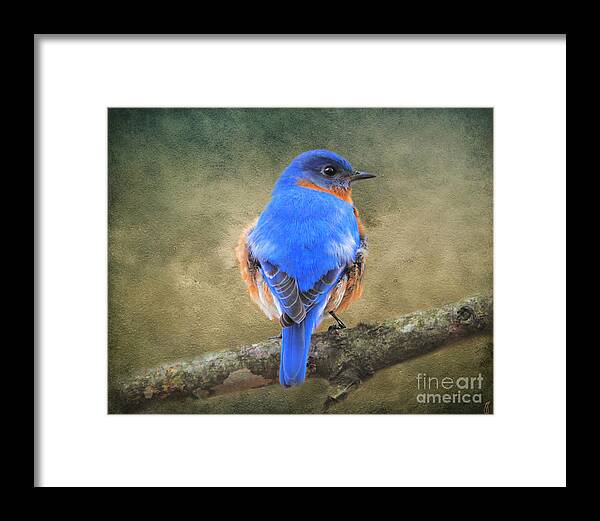 Bluebird Framed Print featuring the photograph Bluebird by Jai Johnson