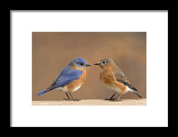 Songbird Framed Print featuring the photograph Bluebird Pair by Jack Nevitt
