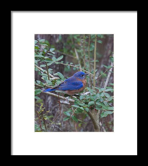Bluebird Framed Print featuring the photograph Bluebird by Patricia Schaefer