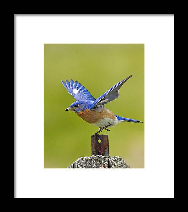 Eastern Bluebird Framed Print featuring the photograph Bluebird Posing by John Vose