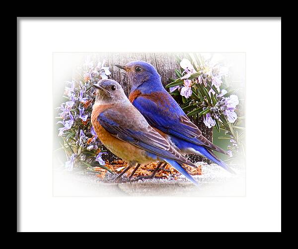 Birds Framed Print featuring the photograph Bluebird Wedding by Jean Noren