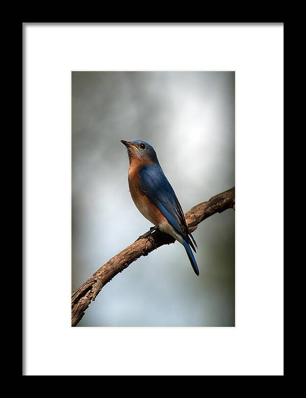 Bluebird Framed Print featuring the photograph Bluebird -Why Yes by Sandra Clark