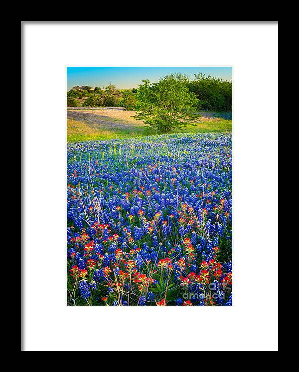 America Framed Print featuring the photograph Bluebonnet Carpet by Inge Johnsson
