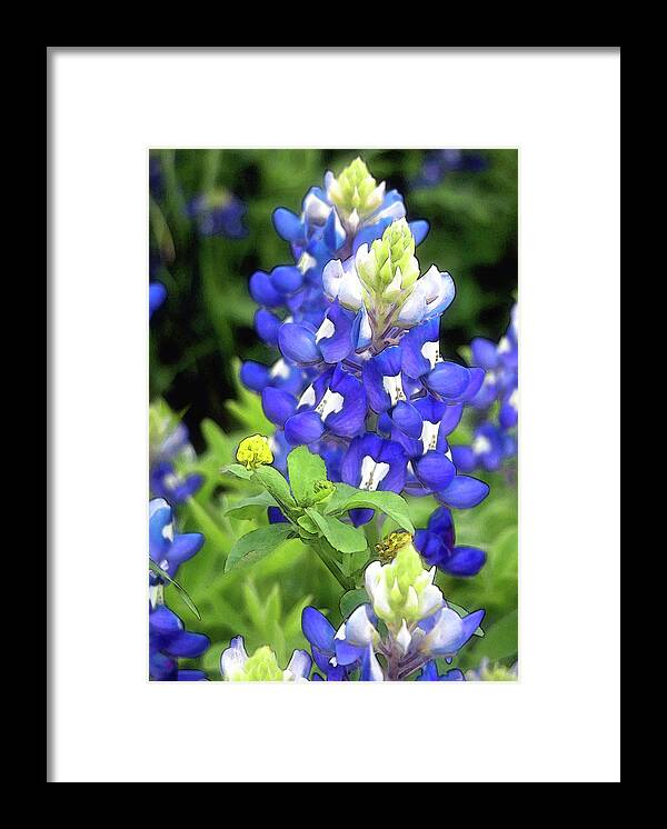 Bluebonnet Framed Print featuring the photograph Bluebonnets Blooming by Stephen Anderson