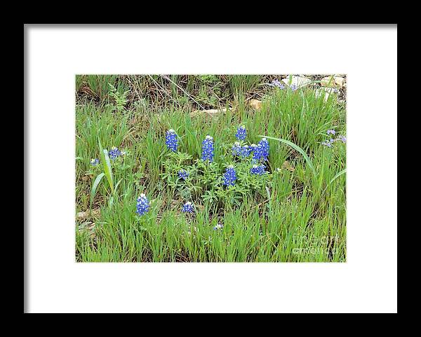 Bluebonnet Framed Print featuring the photograph Texas State Flower-Bluebonnet by Janette Boyd