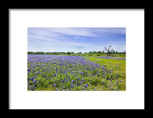 Lupinus Texensis Framed Print featuring the photograph Bluebonnets under blue sky by Ellie Teramoto