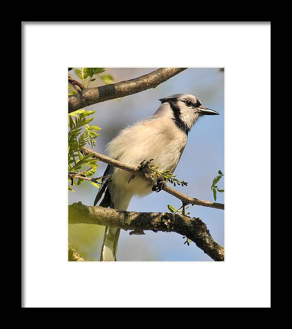 Bluejay Framed Print featuring the photograph Bluejay 310 by Gene Tatroe