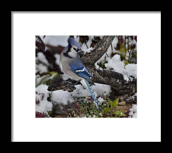 Bluejay-in Snow-posed Beautifully-still Bright Pink Flowers-gray Log- Best Selling Image- Blue Jay- Hot Pink Flowers- Skullcap Pink Flowers In Snow- With Blue Feathered Bird- Bluejay In White And Hot Pink - Hot Item(art-photography Images By Rae Ann M. Garrett- Raeann Garrett) Framed Print featuring the photograph Bluejay Snow  P10 by Rae Ann M Garrett