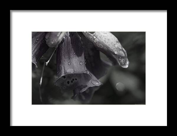 Blumen Framed Print featuring the photograph Flowers and Tiny Water Droplets by Miguel Winterpacht