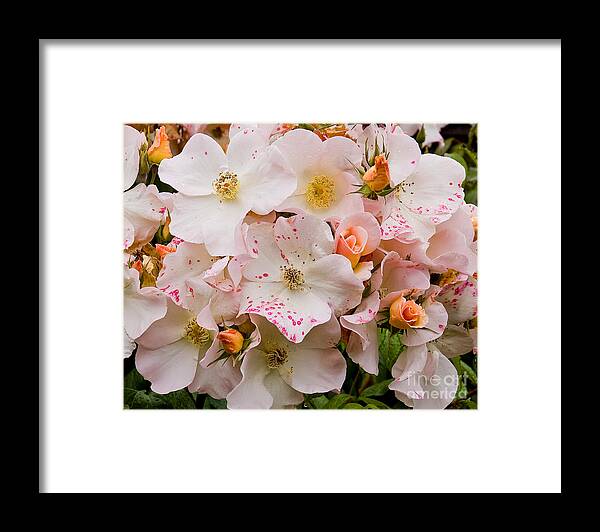 Roses Framed Print featuring the photograph Blush Bouquet by Chuck Flewelling
