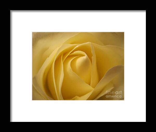 Floral Framed Print featuring the photograph Blushing Cream Rose by Tara Shalton