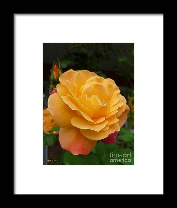 Flower Macro Framed Print featuring the photograph Blushing Rosalina by Lingfai Leung