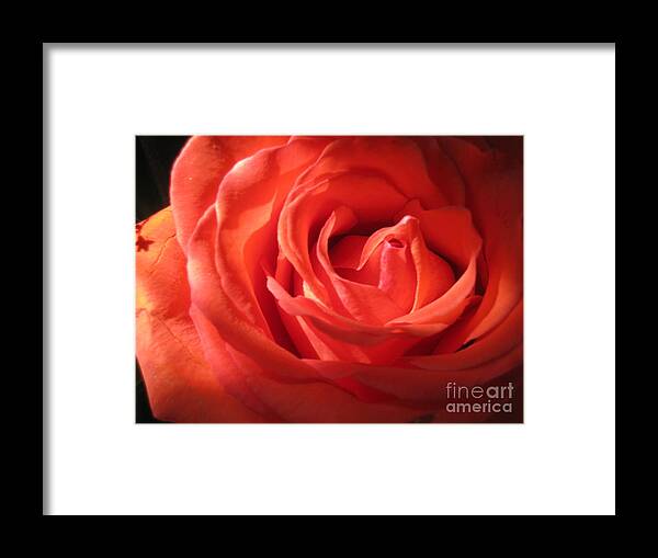 Floral Framed Print featuring the photograph Blushing Orange Rose 1 #2 by Tara Shalton