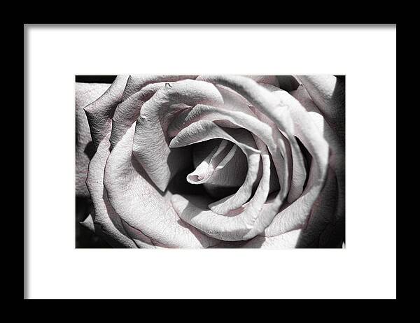Rose Framed Print featuring the photograph Blushing Rose by Kathy Churchman