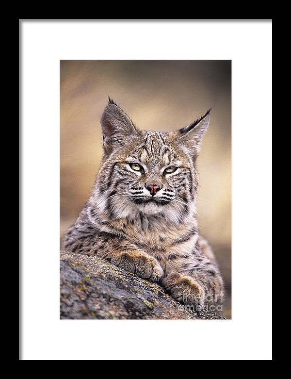 Bobcat Framed Print featuring the photograph Bobcat Cub Portrait Montana Wildlife by Dave Welling