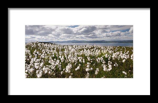 Binevenagh Framed Print featuring the photograph Bog Cotton on Binevenagh by Nigel R Bell