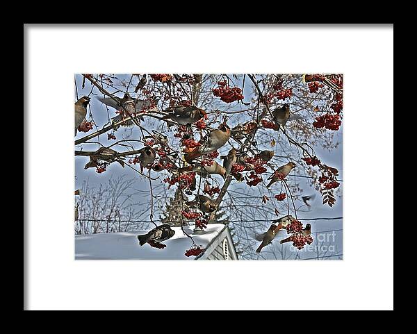 Bird Framed Print featuring the photograph Bohemian Waxwing Feast by Linda Bianic