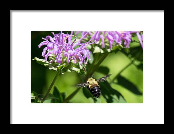 Bumble Bee Framed Print featuring the photograph Boise Bumble Bee by John Daly