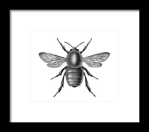 Engraving Framed Print featuring the drawing Bombus Dahlbomii by Benoitb