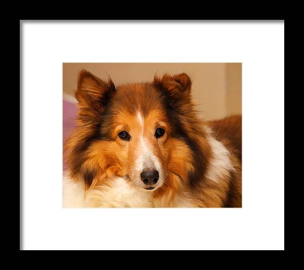 Dog Framed Print featuring the photograph Bonnie by Audreen Gieger