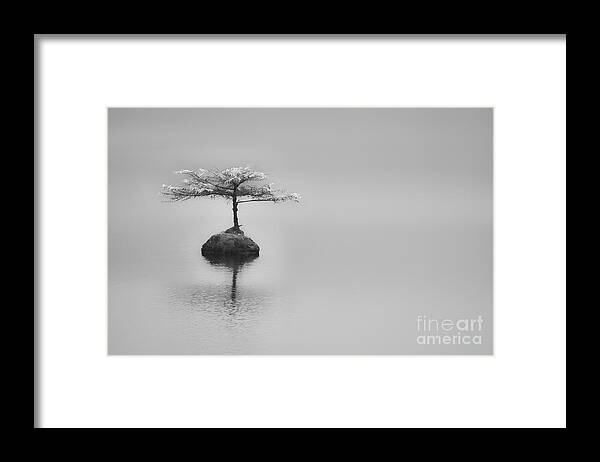 2013 Framed Print featuring the photograph Bonsai at Fairy Lake by Carrie Cole