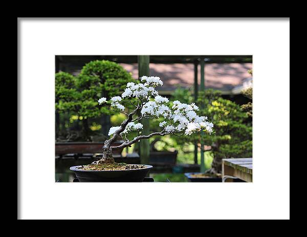 Outdoors Framed Print featuring the photograph Bonsai cherry tree by Carlo A