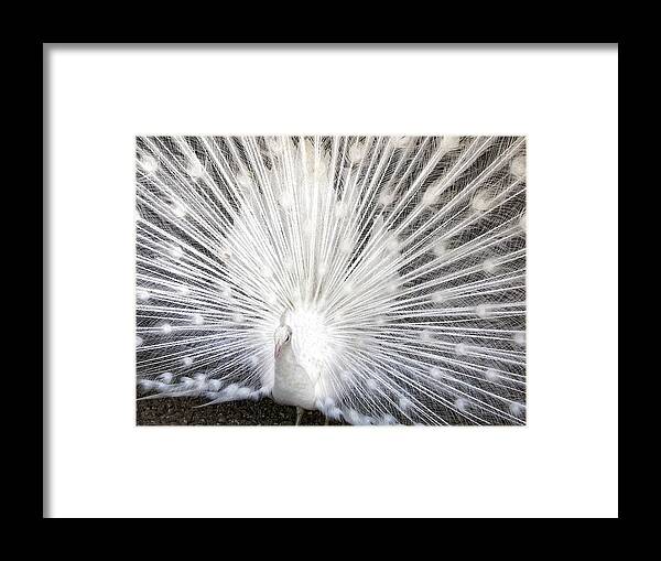 Peacock Framed Print featuring the photograph Booya by Tammy Espino